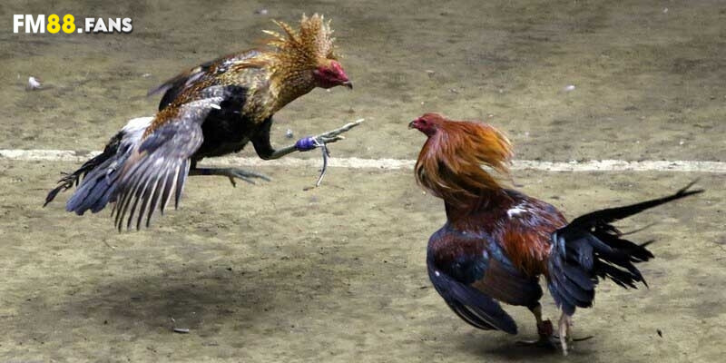 Cách băng cựa gà - Siêu chuẩn, thao tác không lệch 3 Cách băng cựa gà - Kỹ thuật tinh tế, tạo chiến kê siêu mạnh