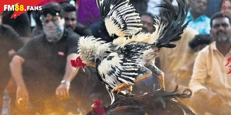 Cách chọn gà đá - Cách sở hữu chiến kê dũng mãnh nhất 4 Chi tiết cách chọn gà đá siêu dễ cho tân thủ