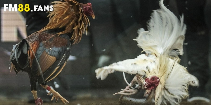 Đá gà 12 con giáp - Giải mã ý nghĩa và cược siêu chuẩn 3 Chi tiết cách coi đá gà 12 con giáp đúng phong thủy