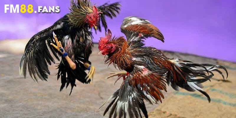 Đá gà cựa tròn - Hướng dẫn cách chơi siêu chuẩn từ cao thủ 4 Cách tăng tỉ lệ thắng, dễ rinh tiền khi đá gà cựa tròn