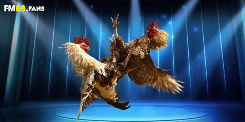 Cách chọn gà đá - Cách sở hữu chiến kê dũng mãnh nhất 2 Khái quát lý do bạn nên tham khảo cách chọn gà đá