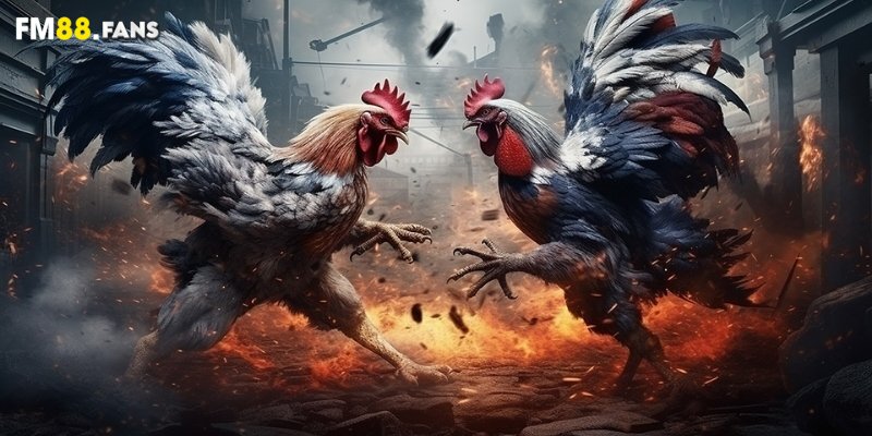 Cách băng cựa gà - Siêu chuẩn, thao tác không lệch 2 Khái quát những loại cựa siêu phổ biến