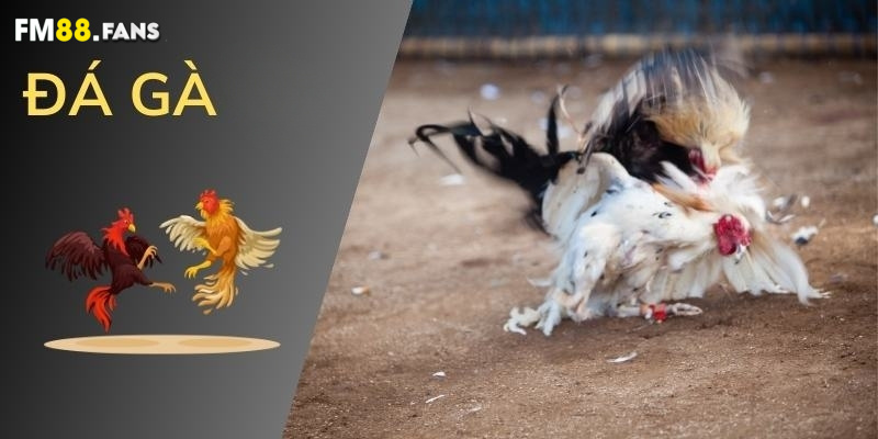 Cách chọn gà đá - Cách sở hữu chiến kê dũng mãnh nhất 3 Tổng hợp cách chọn gà đá qua mọi đặc điểm trên cơ thể