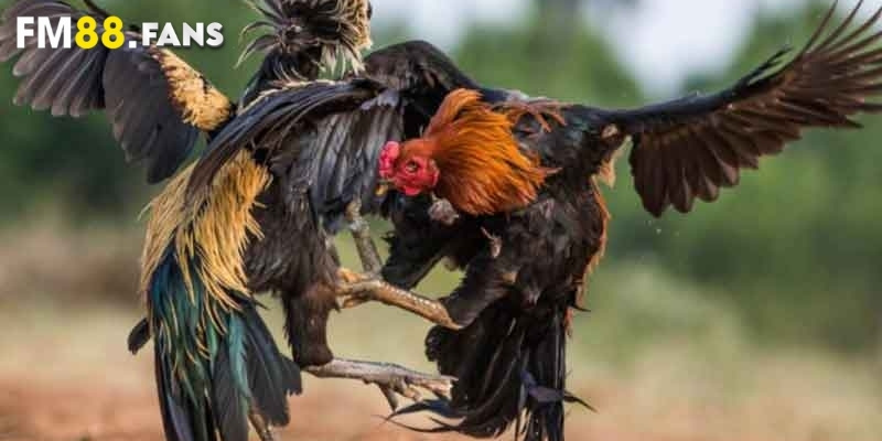 Trực tiếp đá gà Thomo - FM88 thức tỉnh đam mê của bạn 3 Những điều cần biết khi cược trực tiếp đá gà Thomo