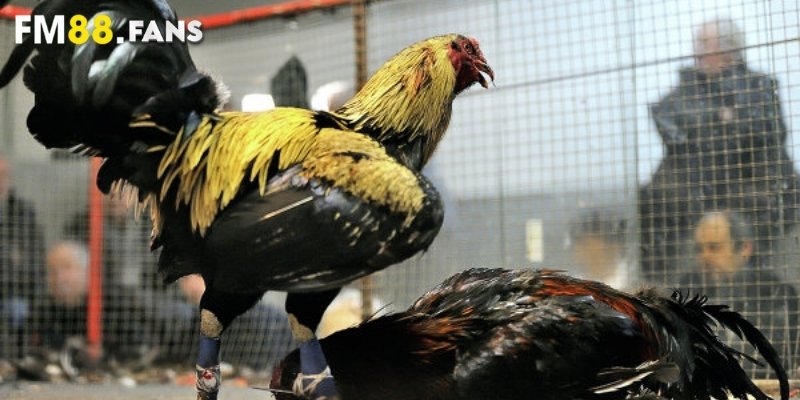 Trực tiếp đá gà Thomo - FM88 thức tỉnh đam mê của bạn 2 Tổng quan về game trực tiếp đá gà Thomo FM88