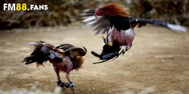 Trực tiếp đá gà Thomo - FM88 thức tỉnh đam mê của bạn 4 Ưu điểm khi xem trực tiếp đá gà Thomo đang hot