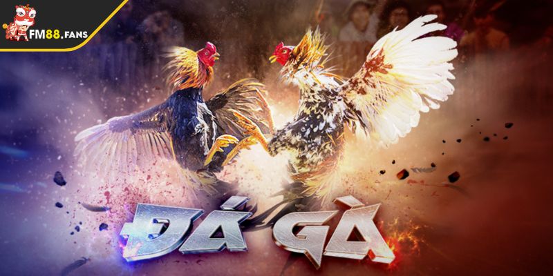 Cách chọn một trong số các kèo cá cược đá gà phù hợp 