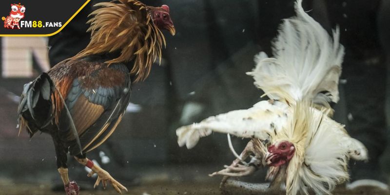 Hướng Dẫn Cá Cược Đá Gà Trực Tuyến FM88 Chi Tiết Từ A Đến Z 3 Nắm chắc những quy tắc, điều kiện tham gia