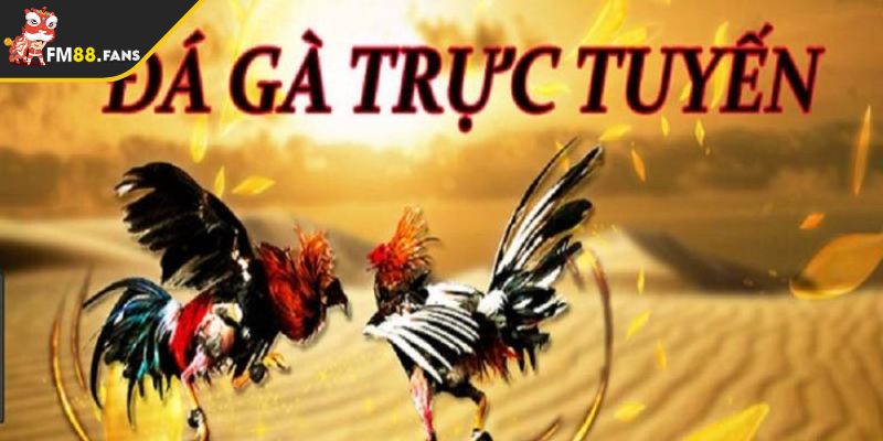Hướng Dẫn Cá Cược Đá Gà Trực Tuyến FM88 Chi Tiết Từ A Đến Z 4 Hướng dẫn cá cược đá gà trực tuyến hay và hiệu quả