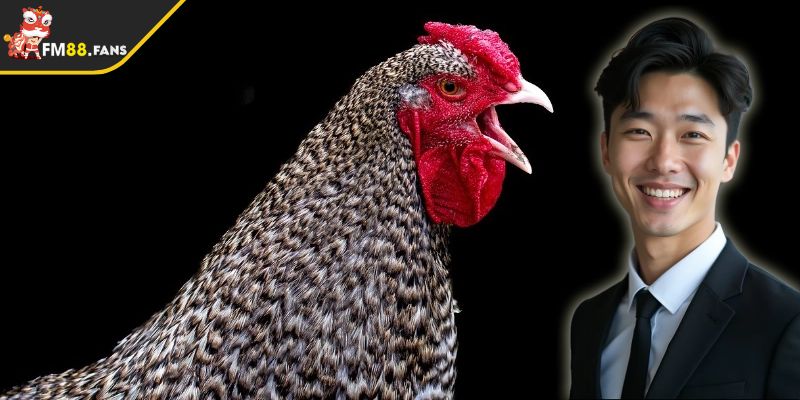 Phương Pháp Nuôi Gà Đá C1 Từ FM88 Để Tạo Chiến Kê Dũng Mãnh 4 Chia sẻ phương pháp hiệu quả cho người nuôi