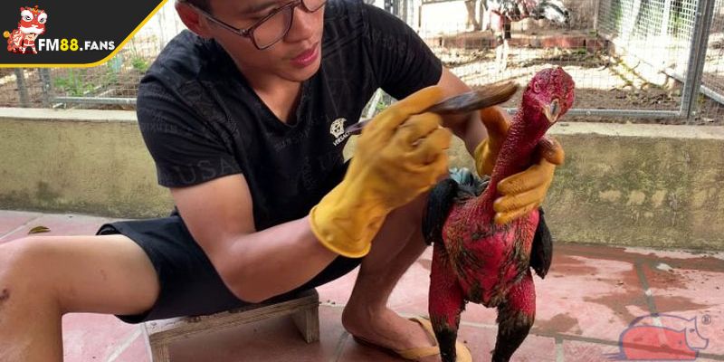 Phương Pháp Nuôi Gà Đá C1 Từ FM88 Để Tạo Chiến Kê Dũng Mãnh 2 Giải đáp về phương pháp nuôi gà đá C1 FM88 cho anh em