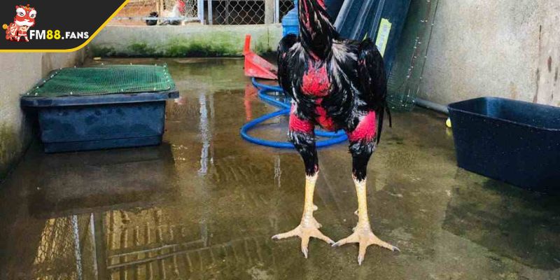 Phương Pháp Nuôi Gà Đá C1 Từ FM88 Để Tạo Chiến Kê Dũng Mãnh 3 Xây dựng cho gà một môi trường sinh sống lành mạnh