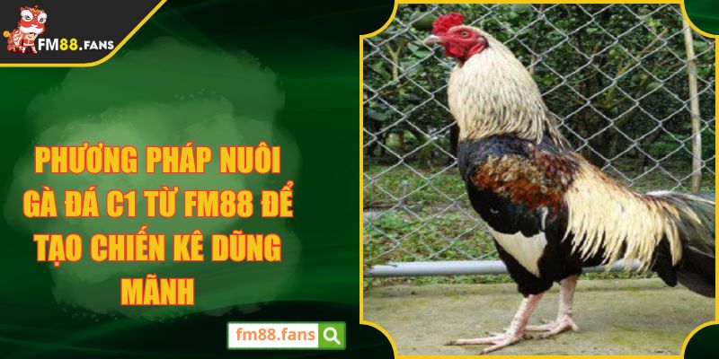 Phương Pháp Nuôi Gà Đá C1 Từ FM88 Để Tạo Chiến Kê Dũng Mãnh