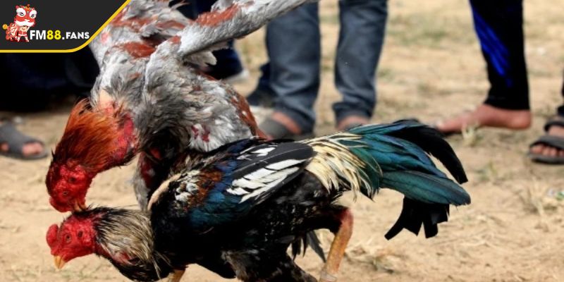 Chọn khung thời gian cược hợp lý 