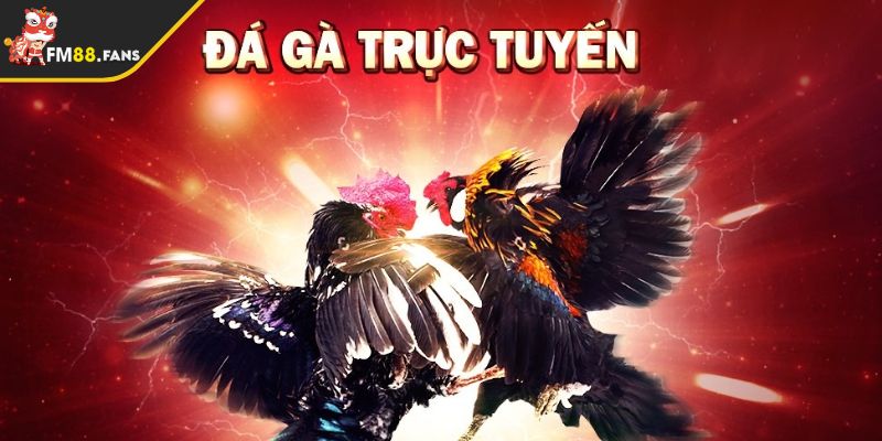 Giới thiệu cho anh em về hình thức đá gà trực tuyến 